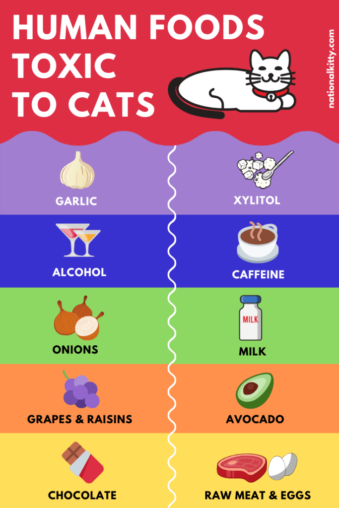 Printable List Of Toxic Foods For Cats