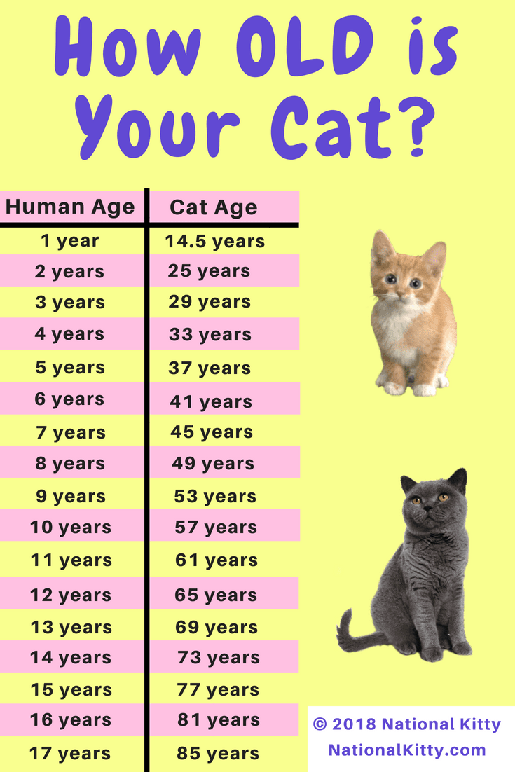 What Is Considered Old For A Cat