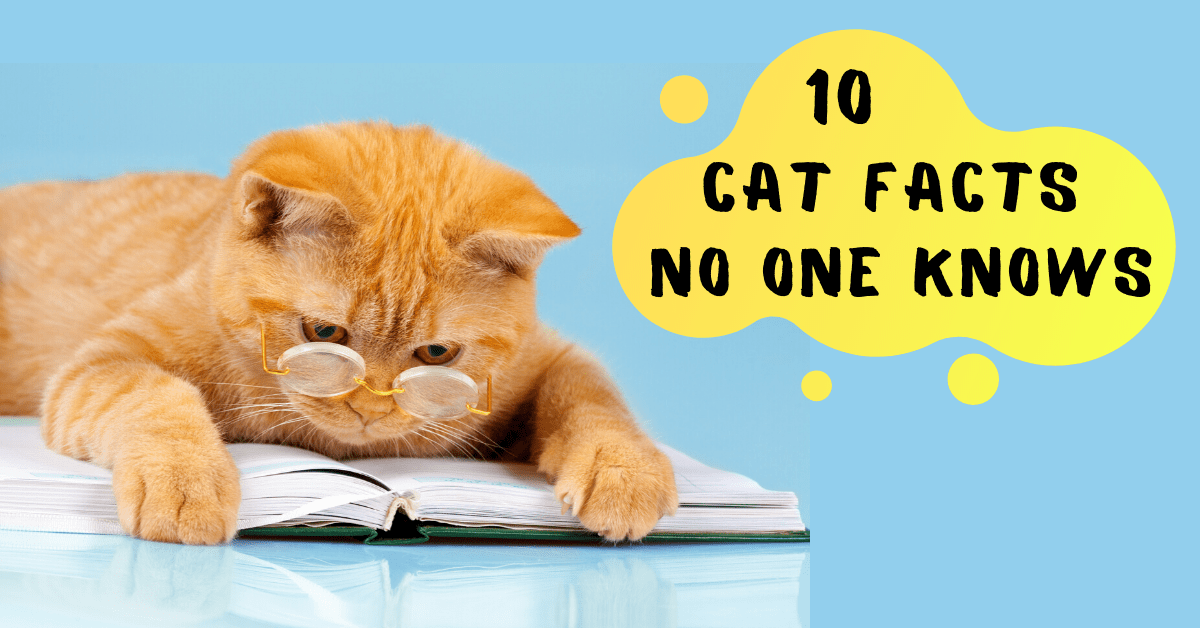 10 Facts About Cats Almost No One Knows