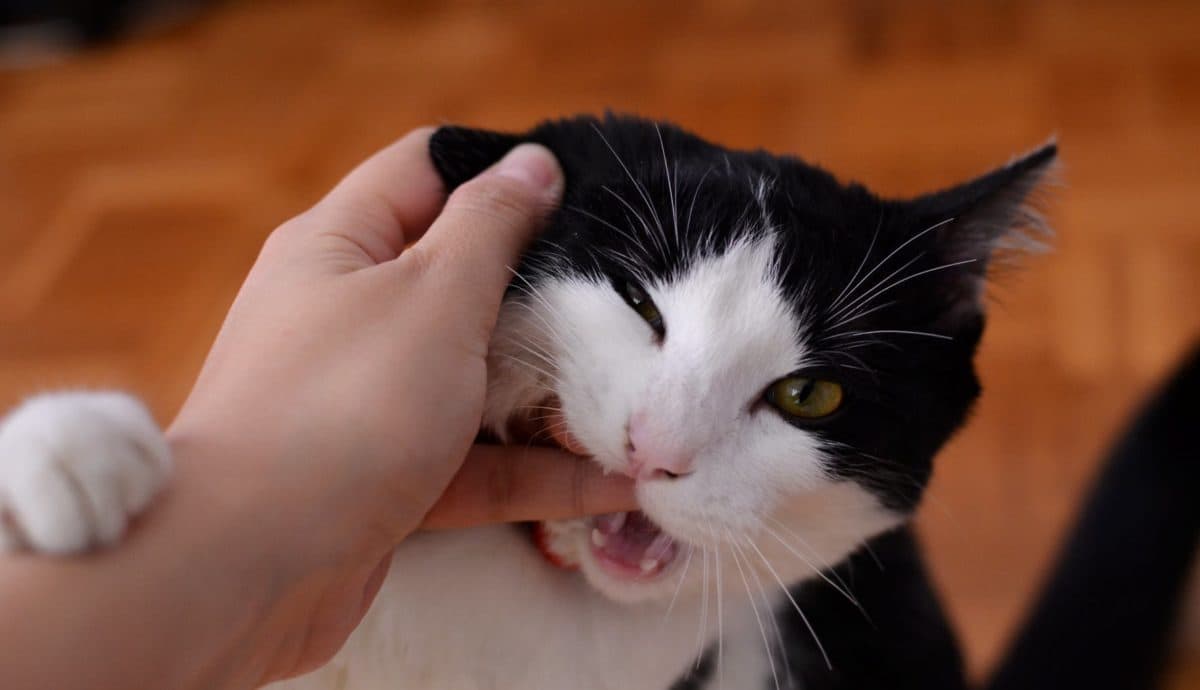 Why Does My Cat Bite Me While Being Pet? National Kitty