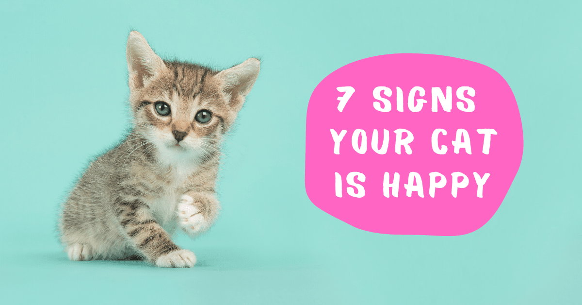 7 Signs Your Cat Is Happy