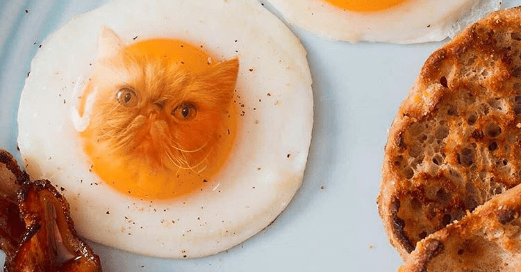 10+ Hilarious Photos of Cats Photoshopped in Food