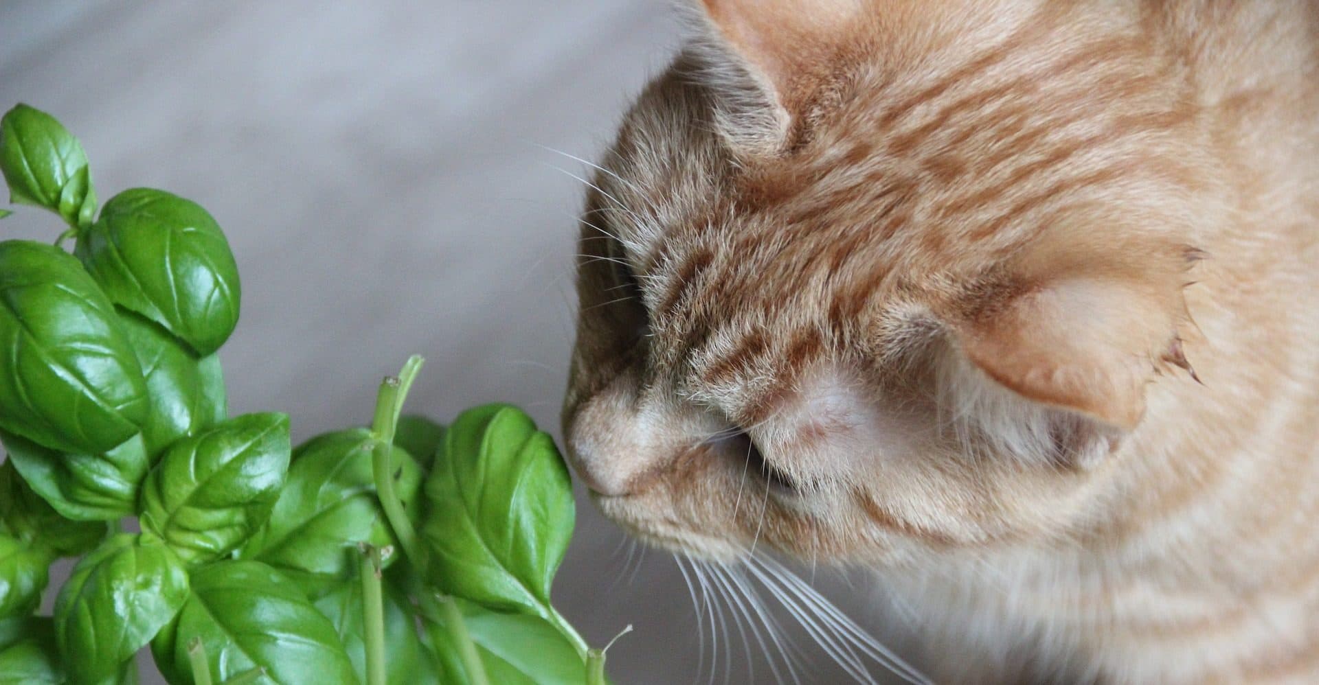 8 Surprisingly Common Plants That Are Toxic to Cats – Expert Advice From a Vet