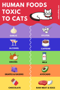 8 Human Foods Poisonous to Cats