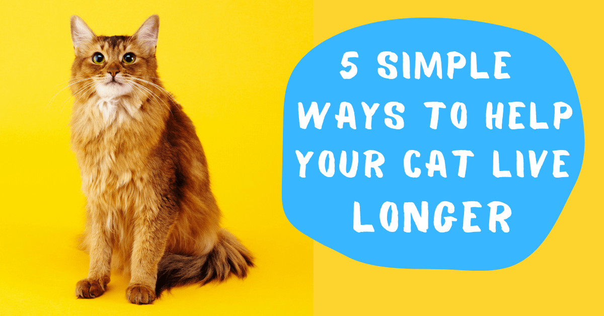 5 Simple Ways To Help Your Cat Live Longer