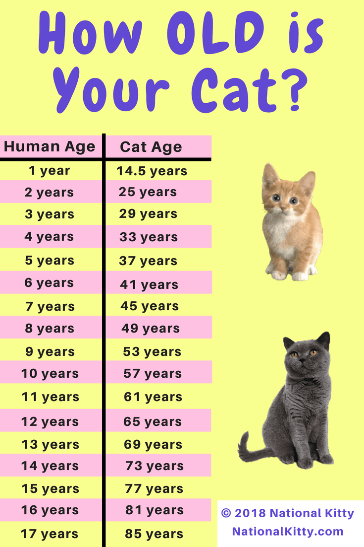 How Old Is My Cat In Cat Years? National Kitty