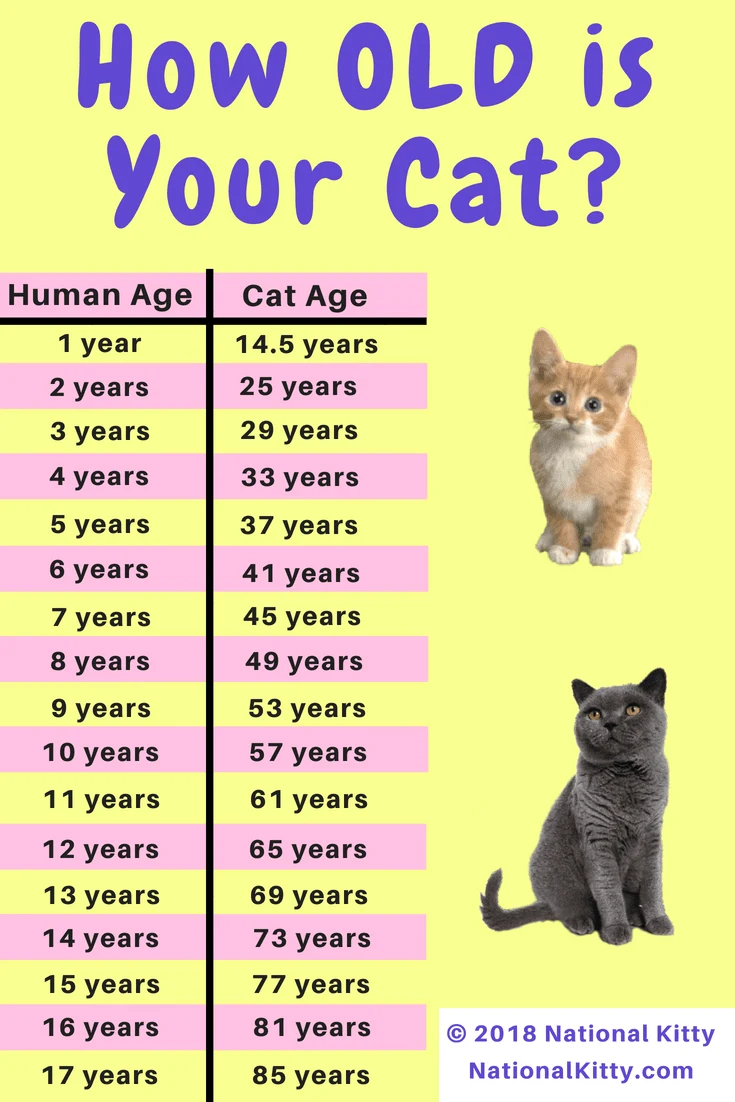 How to count cat 2024 years in human years