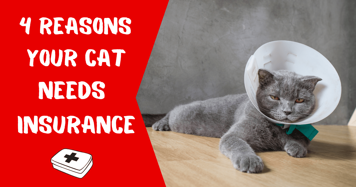 4 Reasons Your Cat Needs Insurance