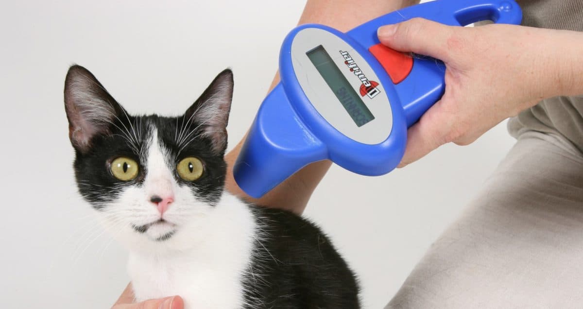 Microchipping For Cats What Is It & Why Is It Important?