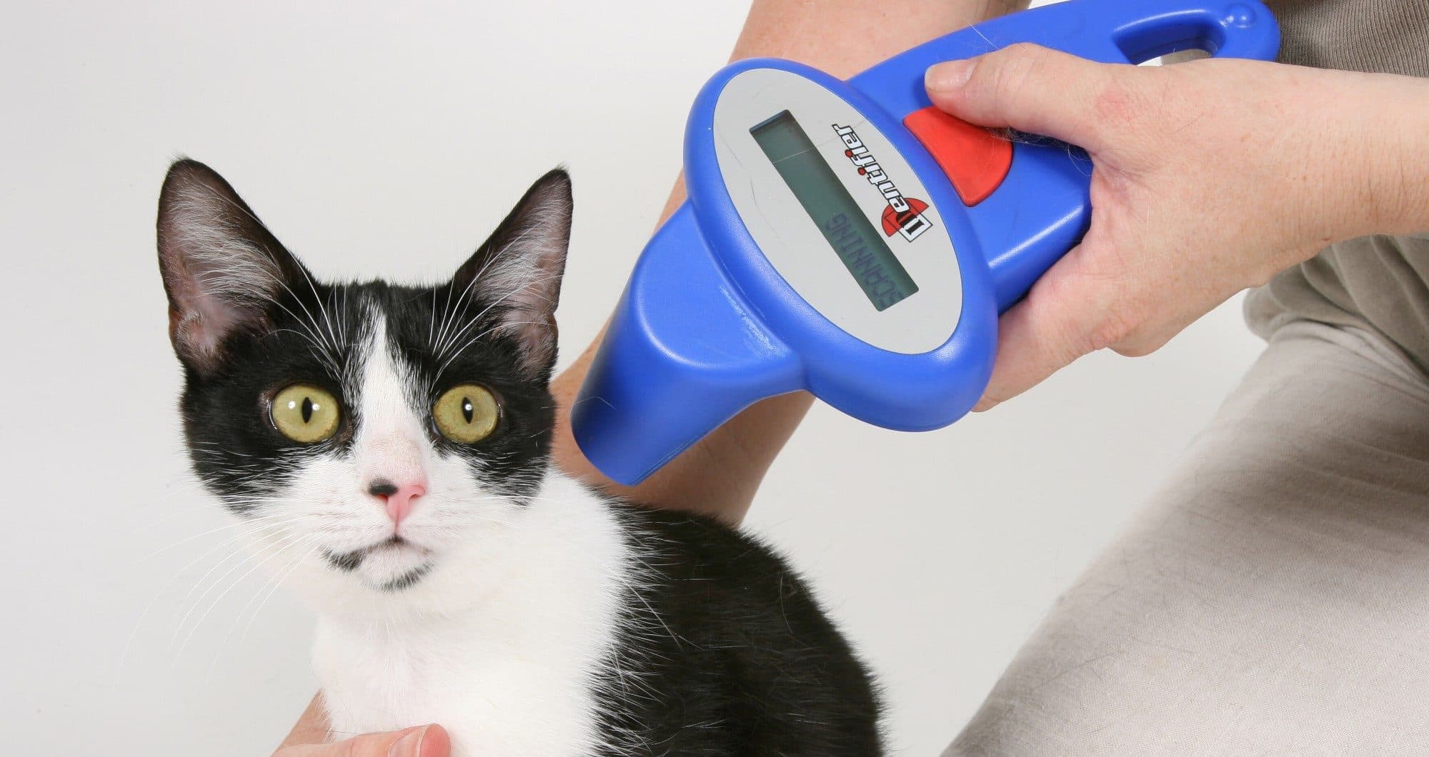Microchipping For Cats: What Is It & Why Is It Important?