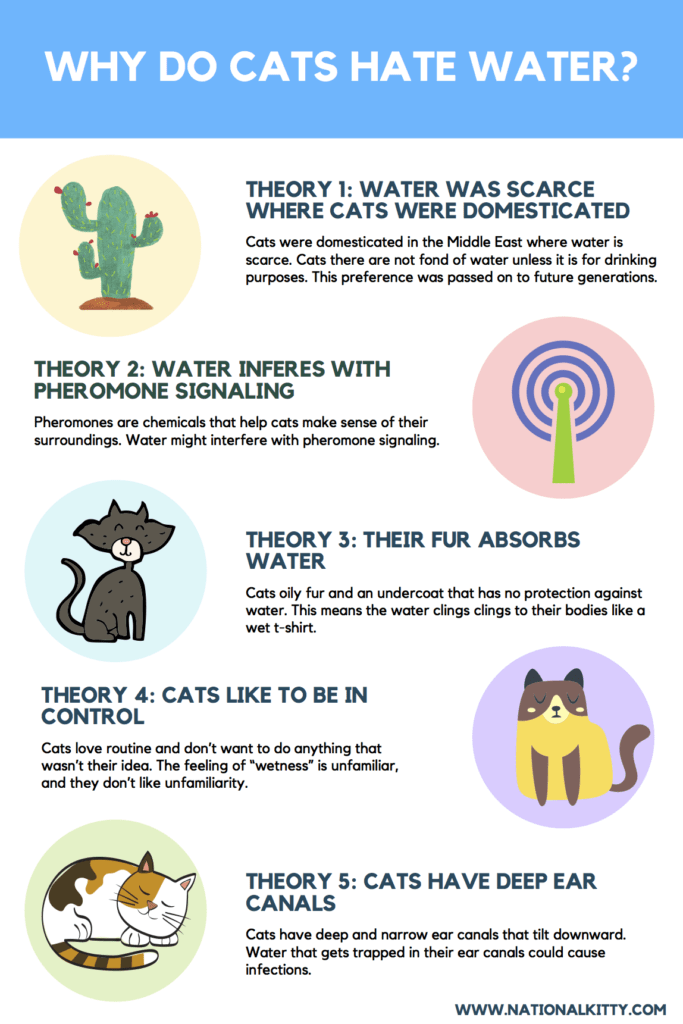 Why Do Cats Hate Water?