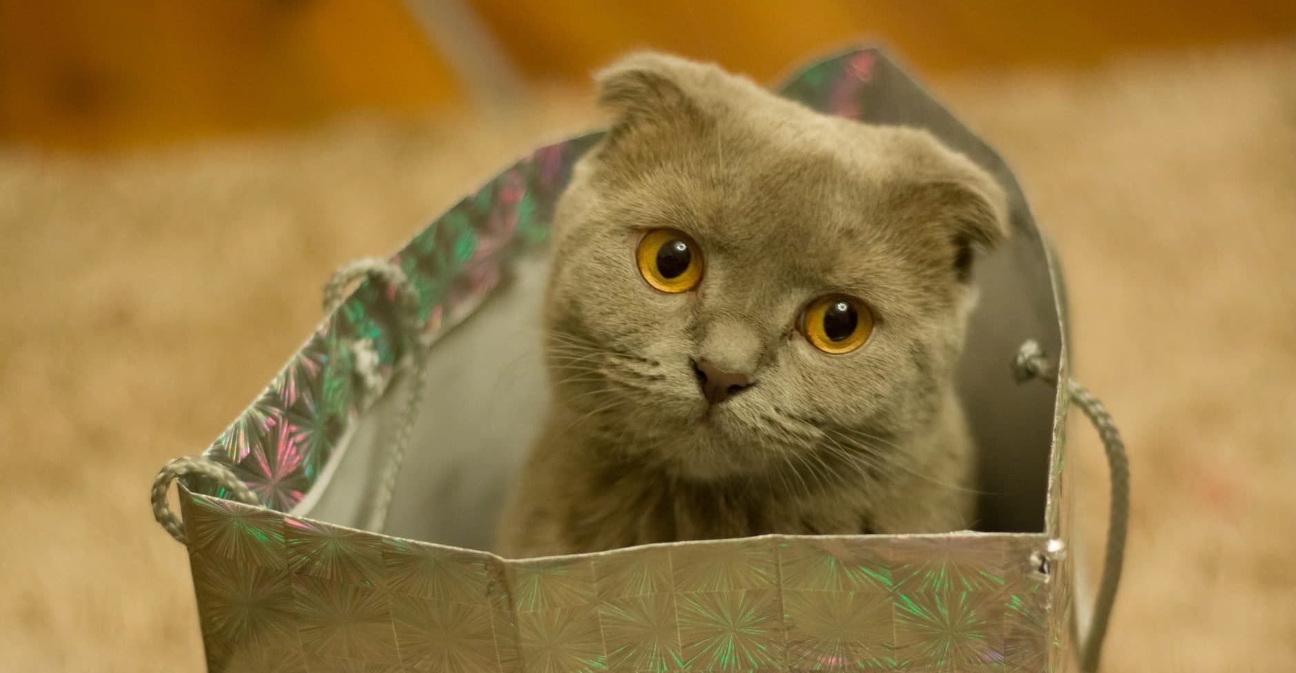 Do Cats Like Boxes and Bags?