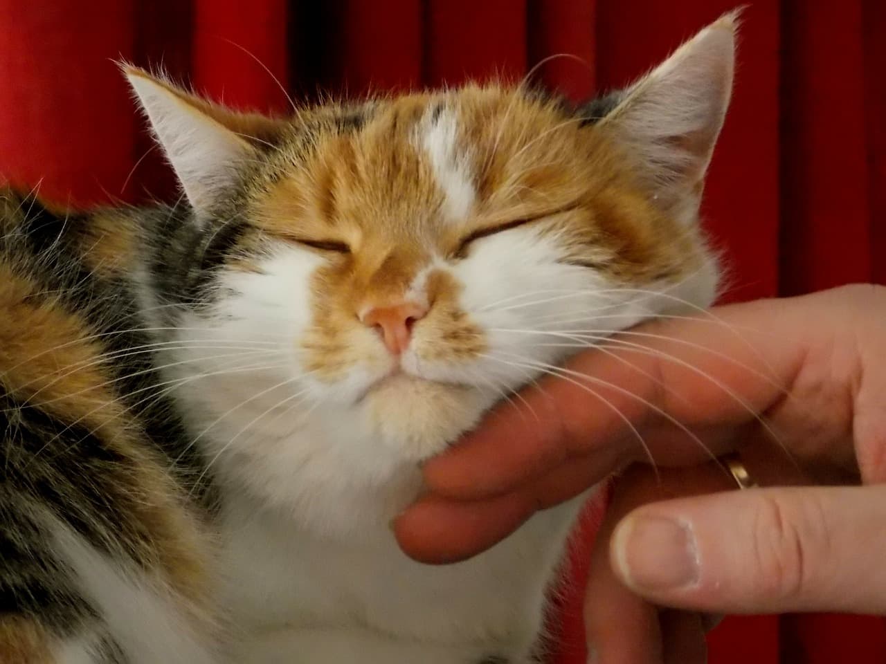 10 Signs Your Cat Really Loves You