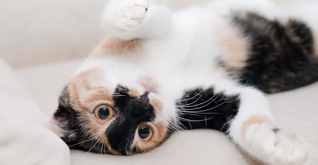 What is Your Cat’s Secret Love Language?