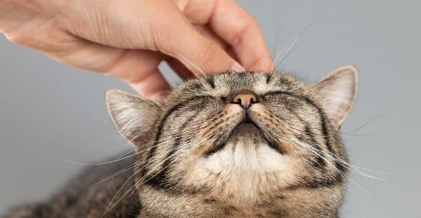 10 Signs Your Cat Really Loves You