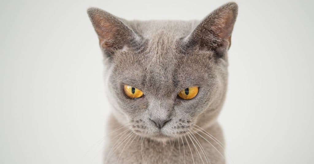 why-do-cats-drop-toys-in-their-water-bowl