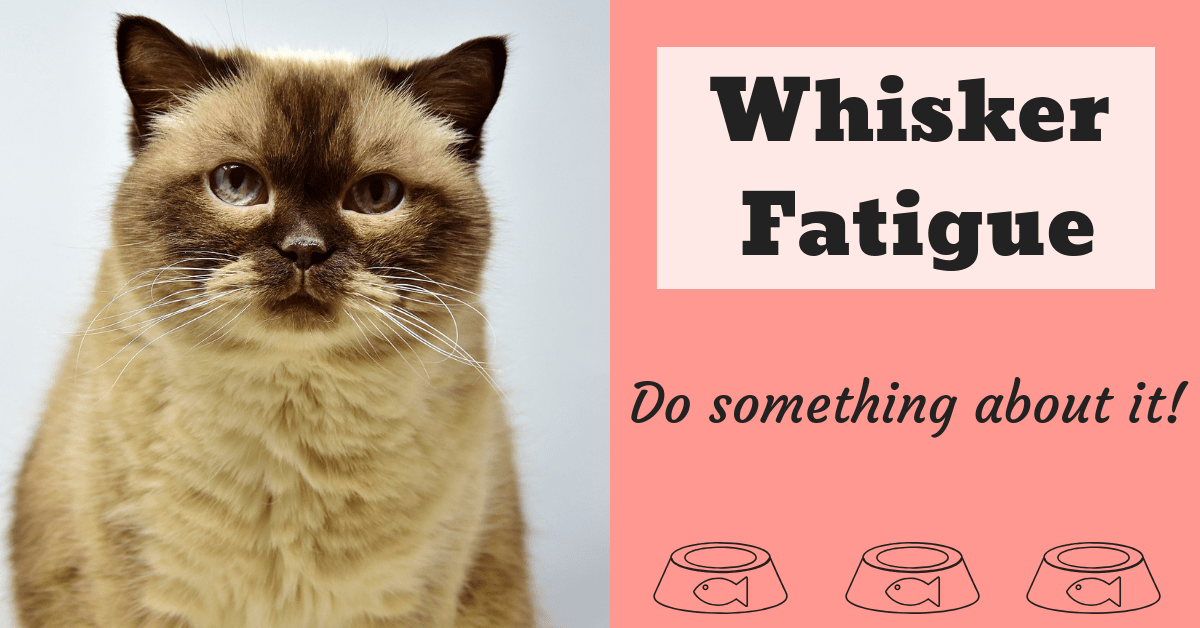Whisker Fatigue: What It Is & How to Prevent It