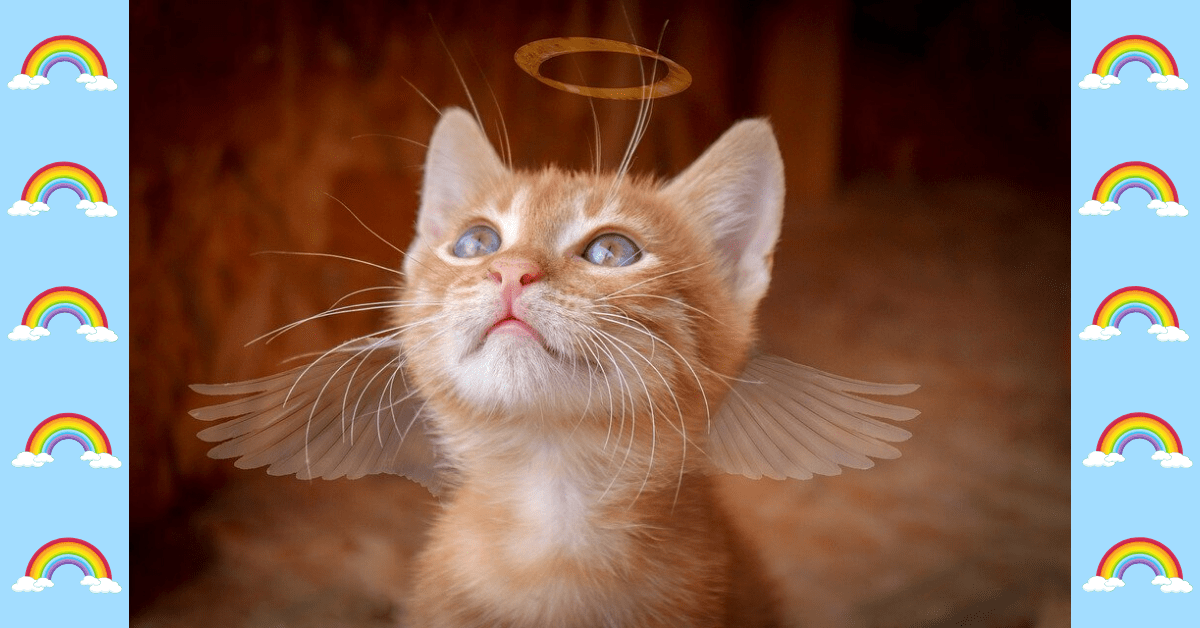 6 Beautiful Ways to Honor a Cat That Has Passed Away