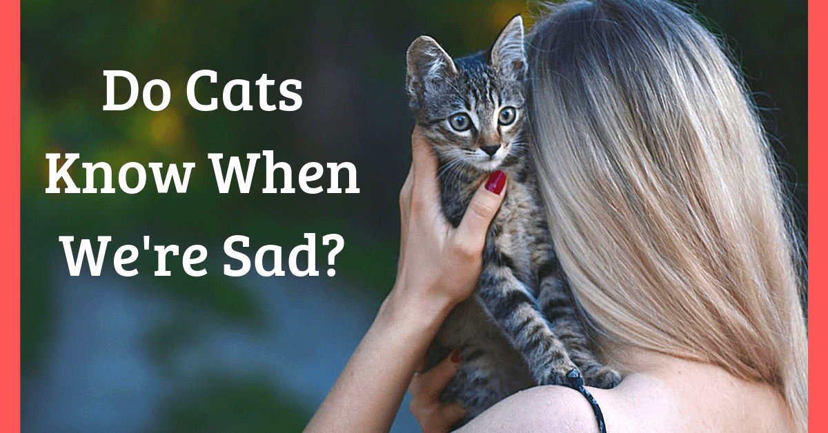 Do Cats Know When You’re Sad?