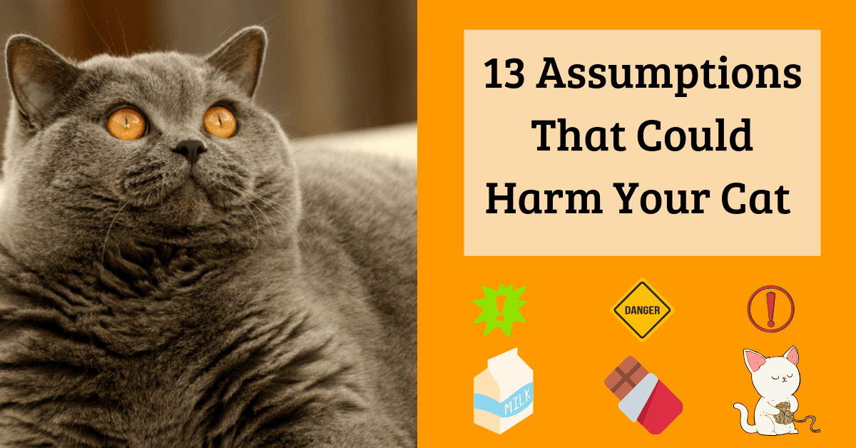 13 Common Assumptions That Could Harm Your Cat