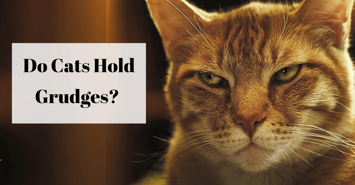 do-cats-hold-grudges-national-kitty