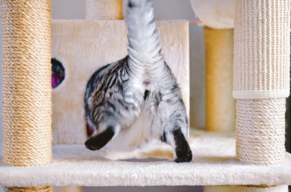 Why Do Cats Put Their Butts in Our Faces?