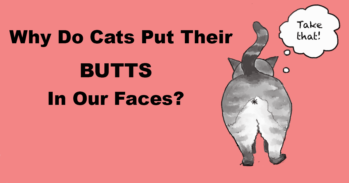 Why Do Cats Put Their Butts in Our Faces? - National Kitty