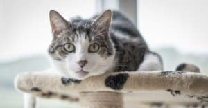 View of Why Do Indoor Cats Live Longer Than Outdoor Cats?
