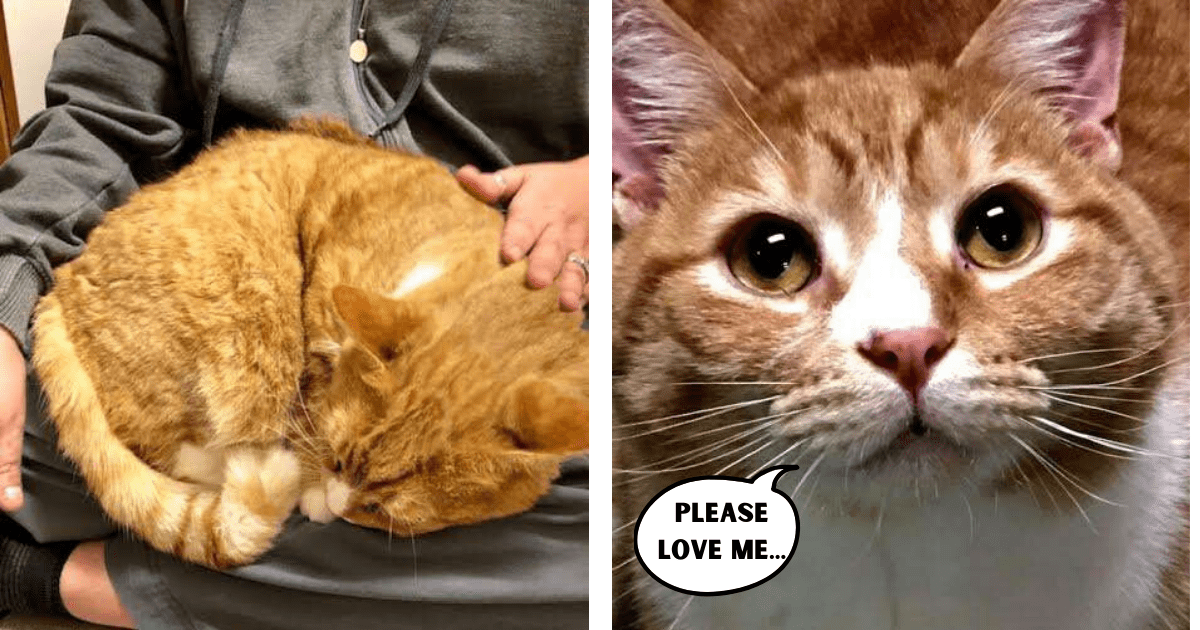Loving Cat Abandoned for Cuddling Too Much