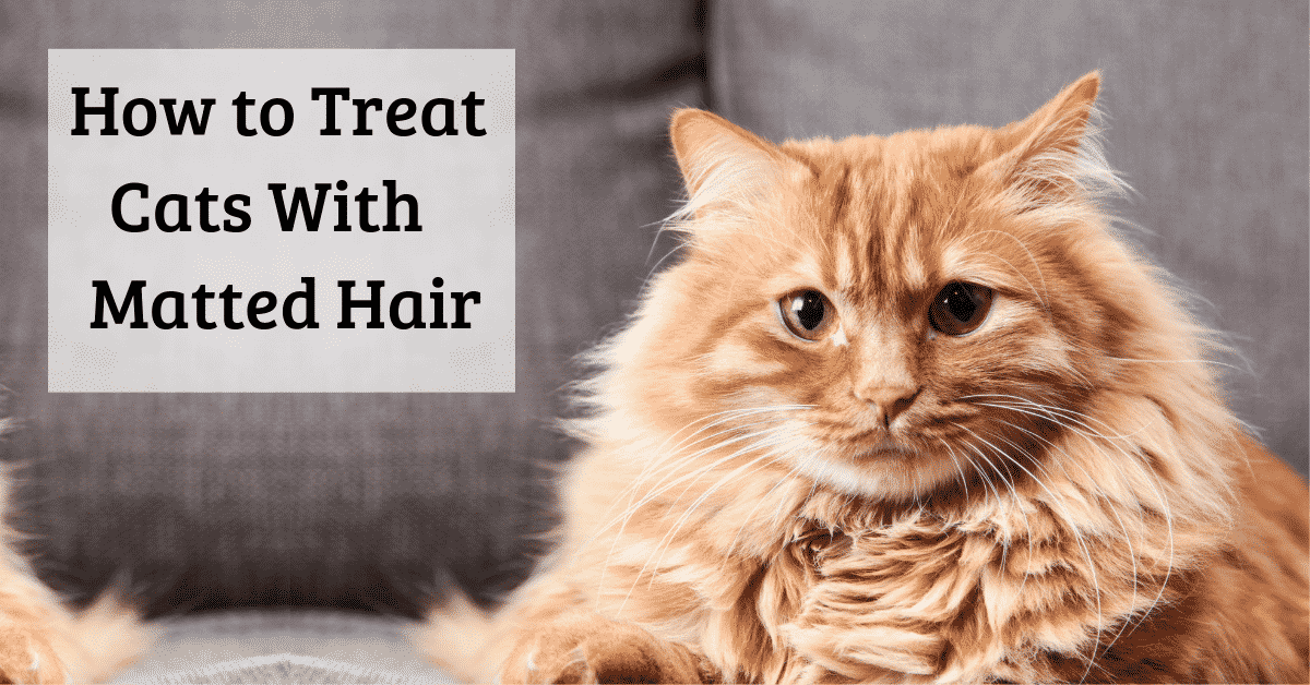 Matted Cat Fur Solutions and Prevention National Kitty