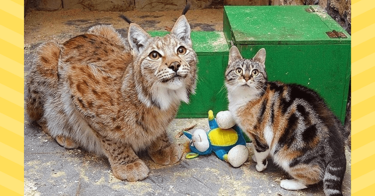 Cat Sneaks In Zoo And Becomes Best Friends With Lynx