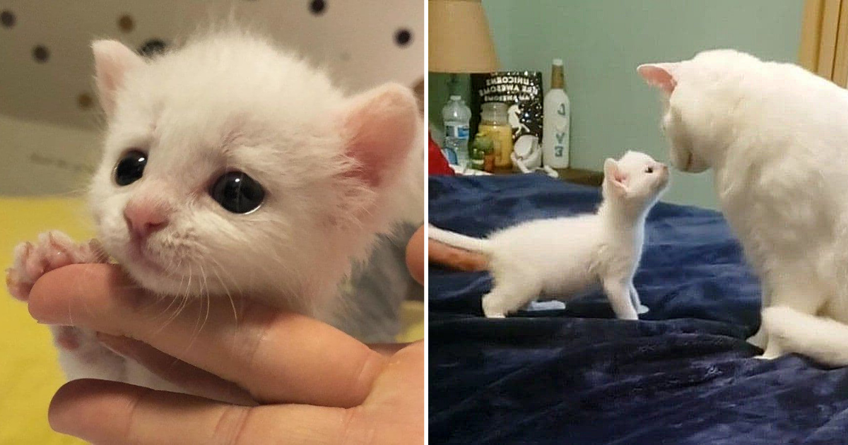 Tiny Deaf Kitten Adopted by 2 Deaf Cats Who Promise to Protect Him Forever