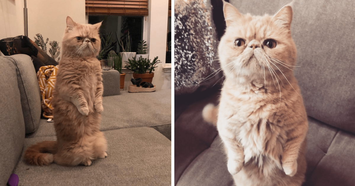 Meet George, The Cat Who Thinks He’s Human & Stands On 2 Legs