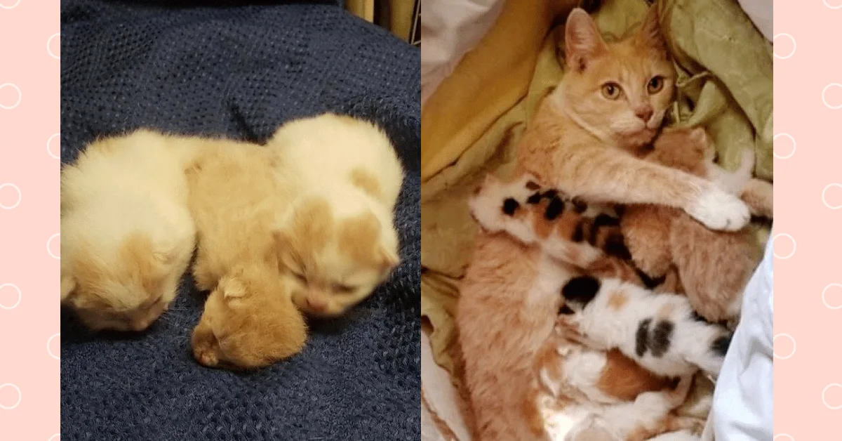Kittens Found In Dumpster Reunited With Their Mom Just In Time