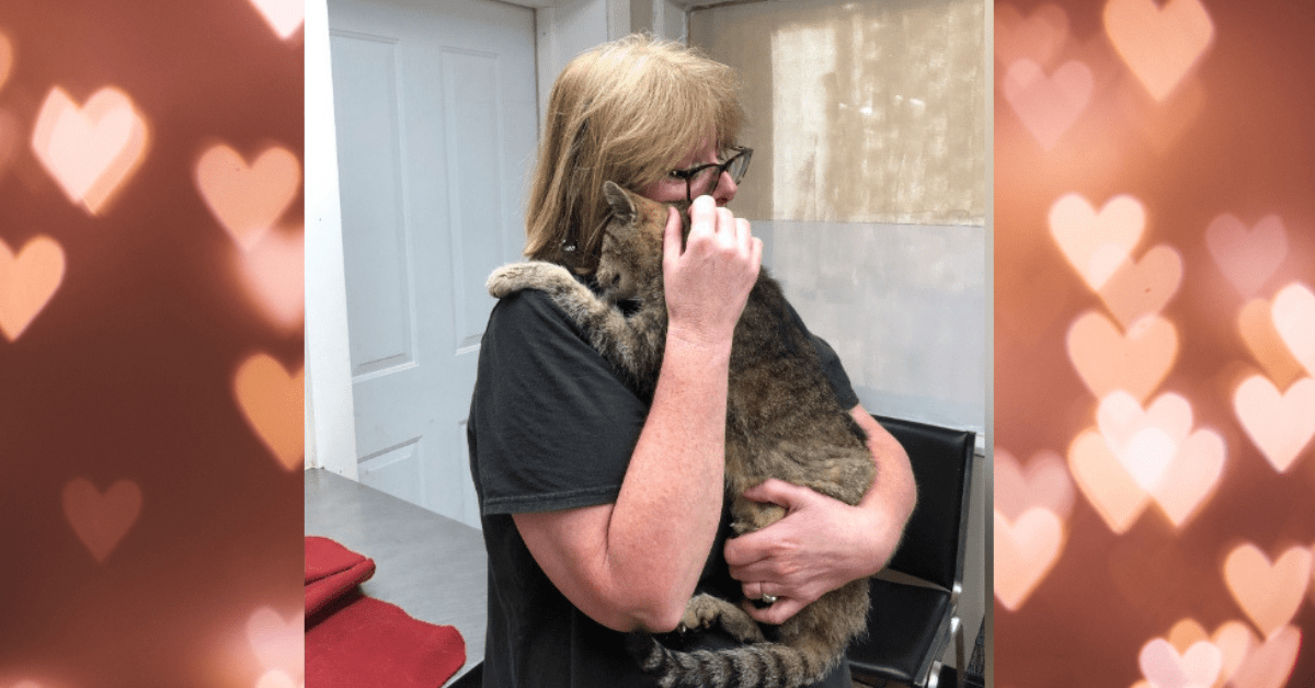 Woman Reunited With Lost Cat After 11 Years - National Kitty