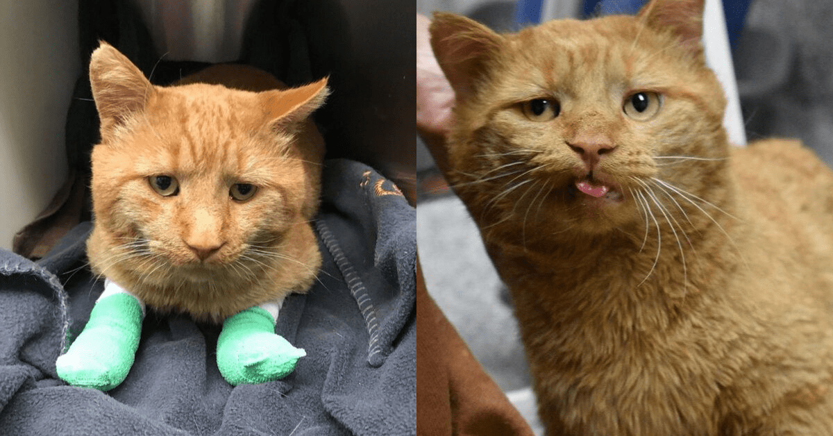 Stray Elderly Cat Wanders to Porch, Hides His Paws Until Someone Finally Notices