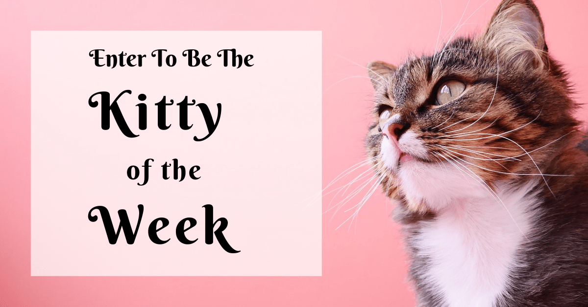 Kitty of The Week