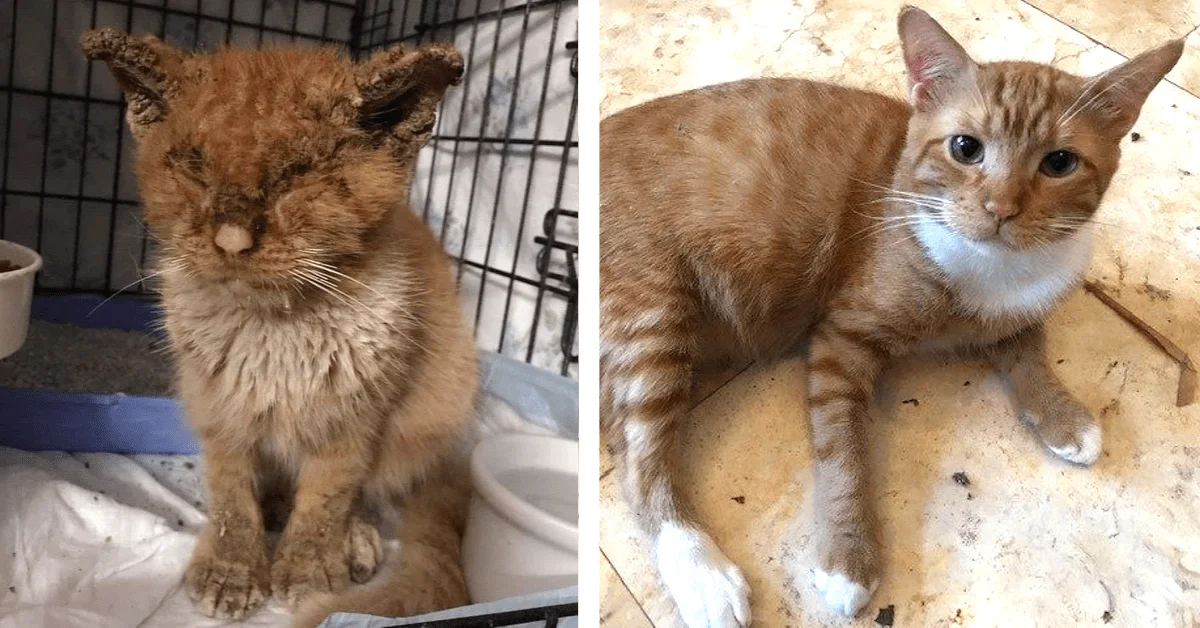 Suffering Kitten Found Crying for Help – So Happy Someone Finally Noticed