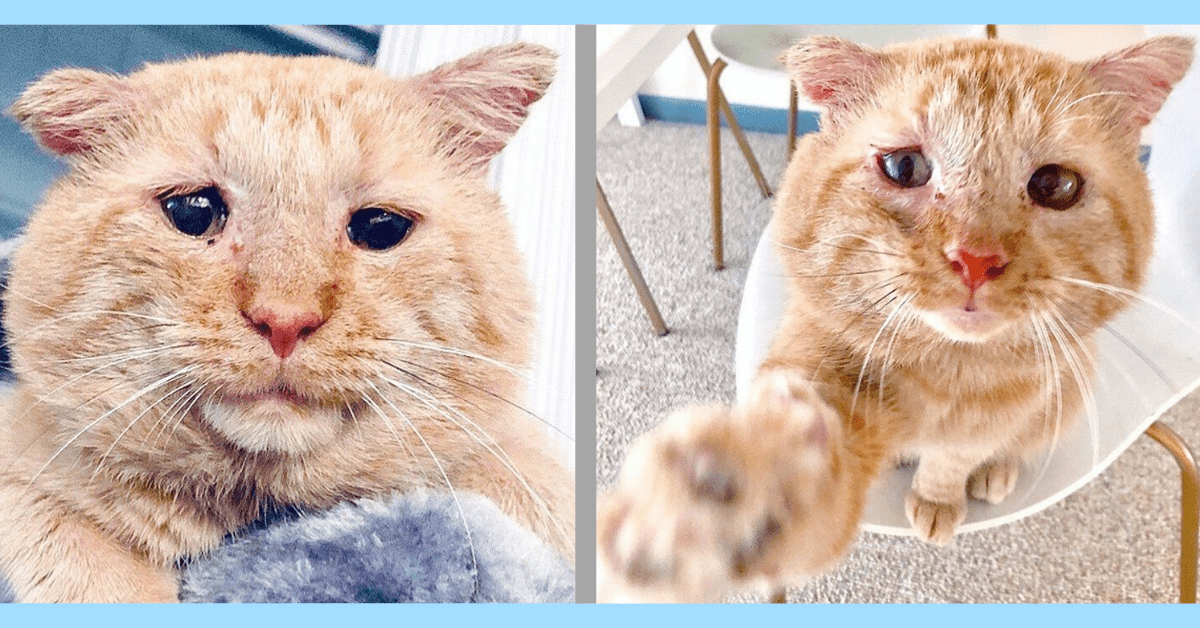 Sick Cat Suffered On Streets Until Rescued By Woman Who Saw His True Beauty