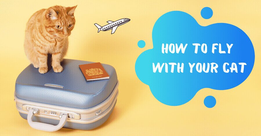 How To Fly With Your Cat: The Ultimate Guide