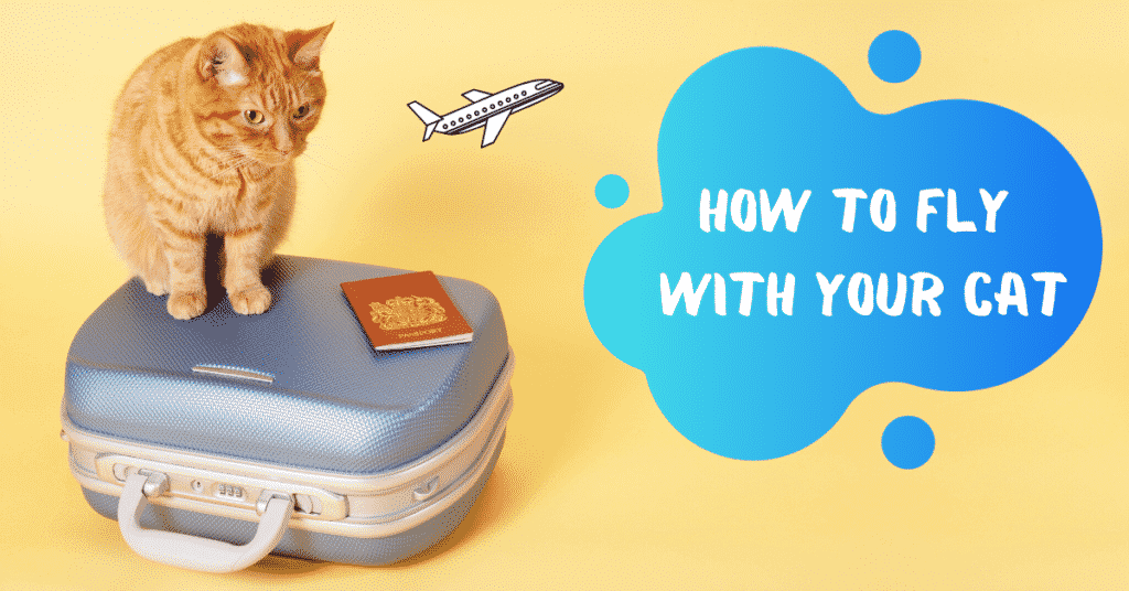 How To Fly With Your Cat: The Ultimate Guide - National Kitty