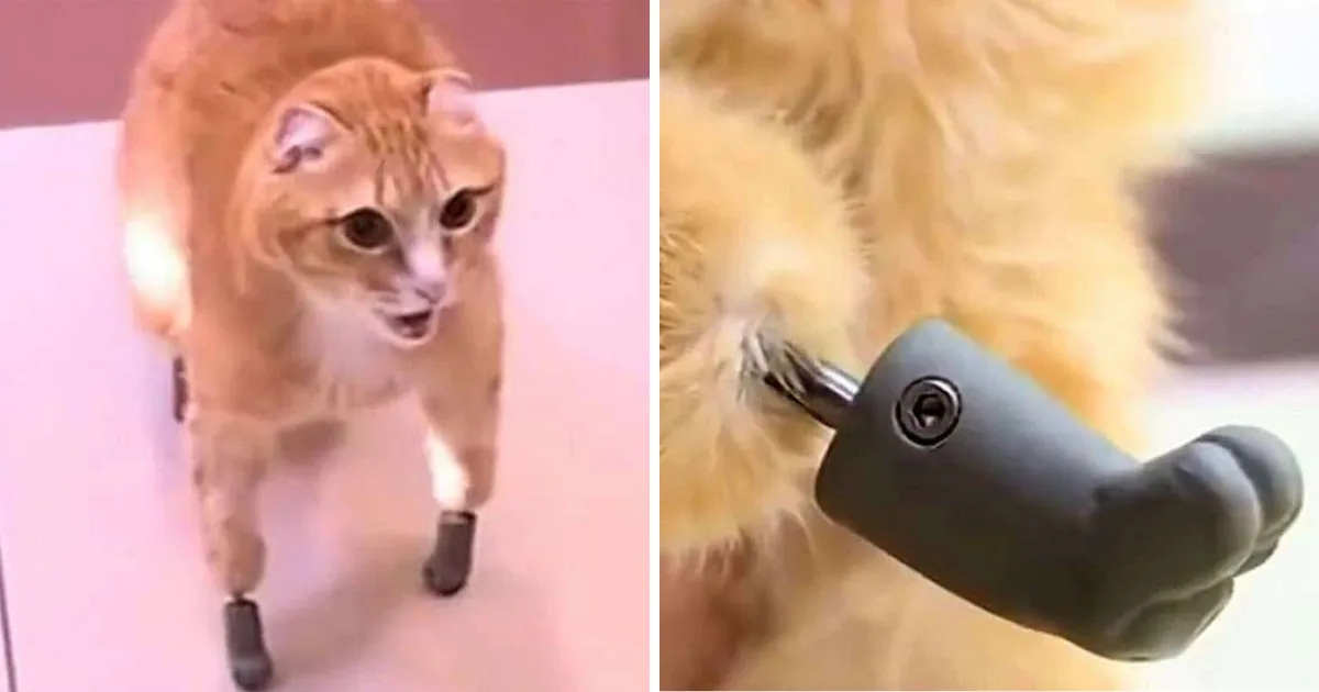 Frostbitten Cat Who Lost All 4 Limbs Becomes First to Get Bionic Paws