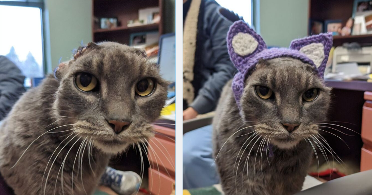 Stray Cat Who Lost Both Ears is Gifted Crocheted Pair from Rescuers