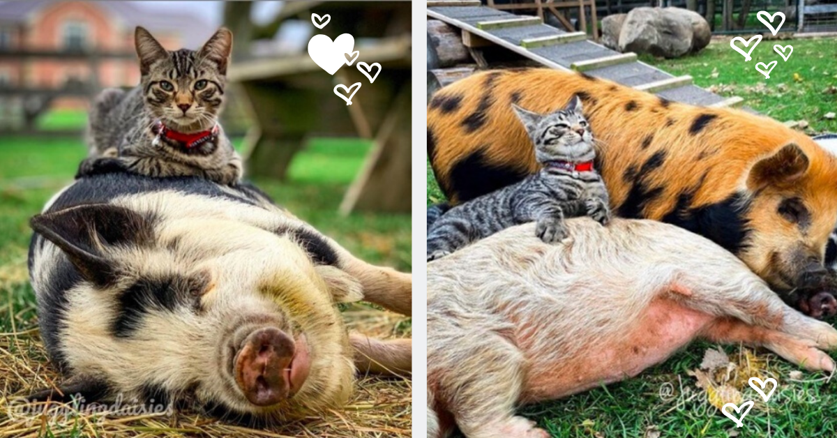 Friendly Barn Kitten Loves To Massage & Cuddle His Pig Friends