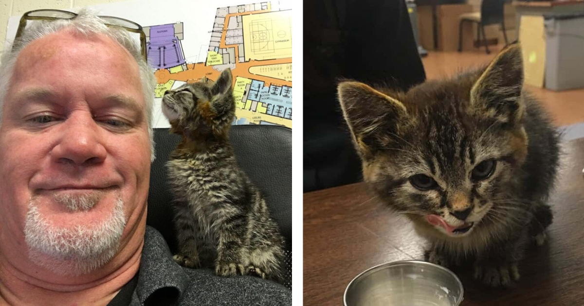 Kitten Glued To Road Adopted By Her Rescuers