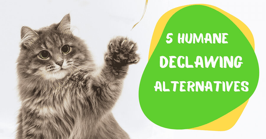 5 Humane Alternatives To Declawing Your Cat