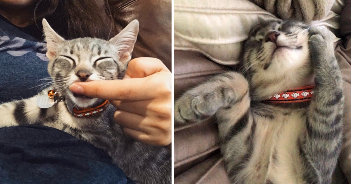 Tiny Kitten Found Blind & Abandoned By Mother Demands a Pacifier