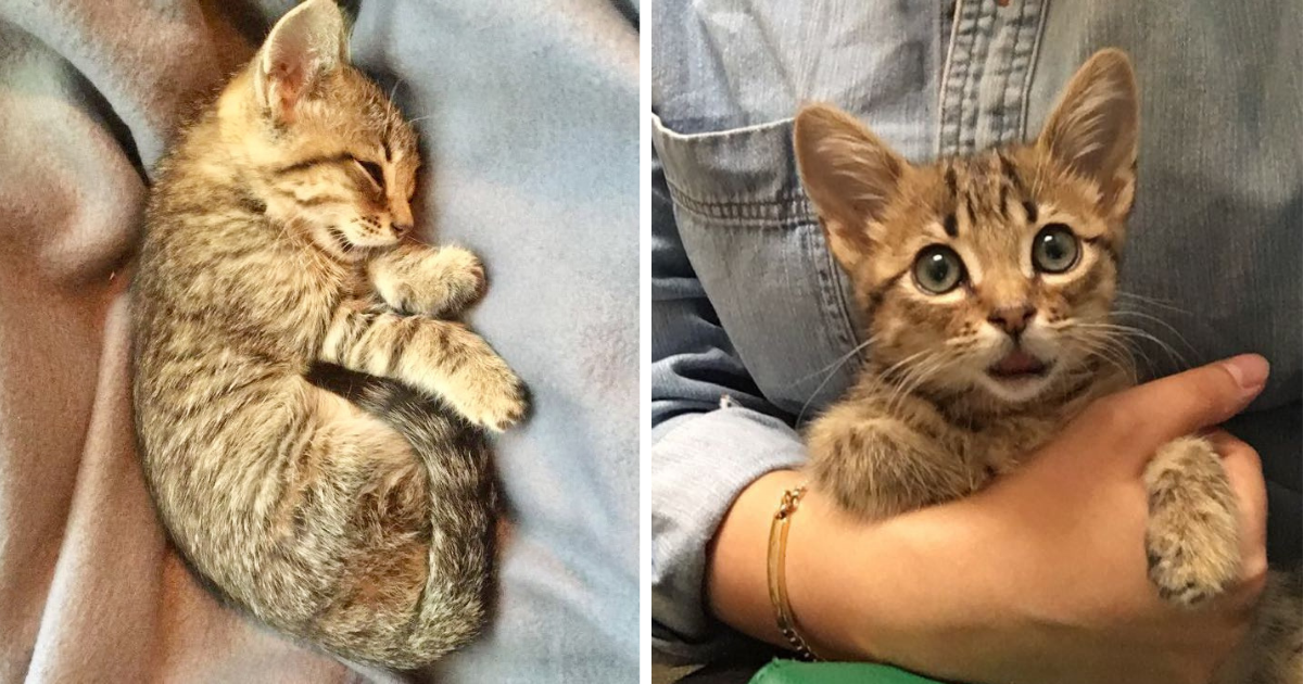 Crying Kitten Thrown Out of  Car Begs Pedestrian to Save Him