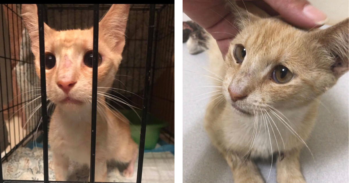Kitten With Crushed Paw Loses Leg, Finds Home With Cat Just Like Him
