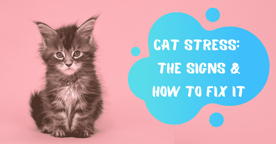 10 Tips To Relieve Your Cat’s Stress: Cat Expert Advice